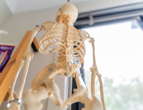 Understanding Finch Therapy – A Holistic Approach to Pain Relief